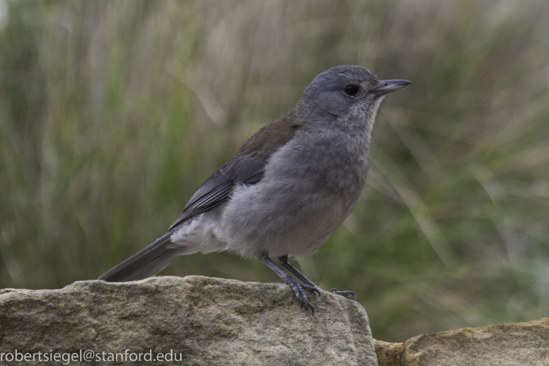 Grey Shrikethrush